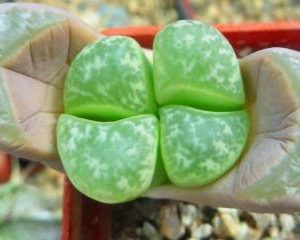 lithops helmutii