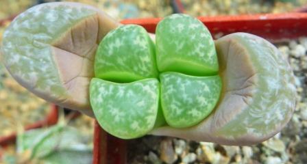 lithops helmutii