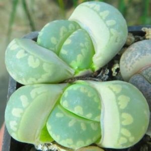 lithops otzeniana 'aquamarine'