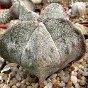 astrophytum fukuryu