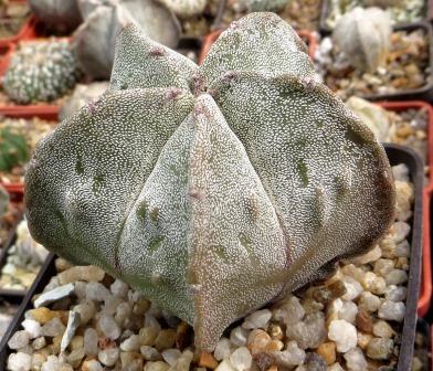 astrophytum fukuryu