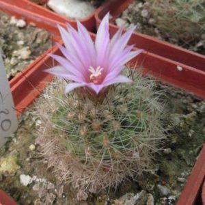 turbinicarpus knuthianus
