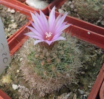 turbinicarpus knuthianus