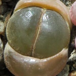 lithops lesliei