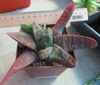gasteria batesiana
