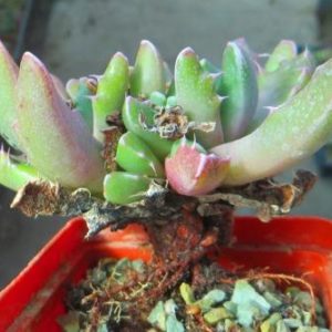 faucaria felina