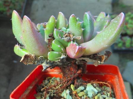 faucaria felina