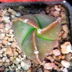 astrophytum myriostigma tricostatum nudum