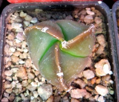 astrophytum myriostigma tricostatum nudum