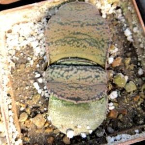 gasteria armstrongii Renny Wong
