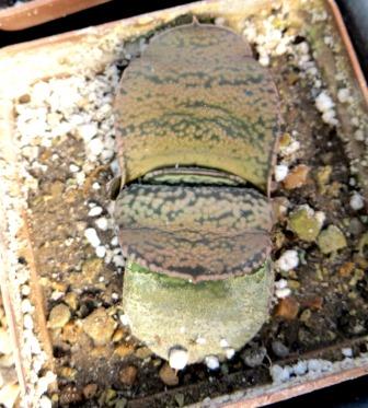 gasteria armstrongii Renny Wong