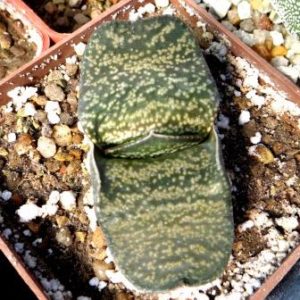 gasteria armstrongii Renny Wong