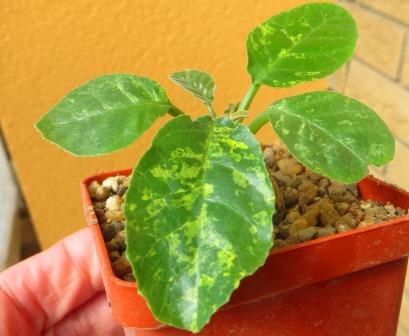 dorstenia foetida variegata