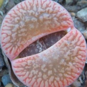 lithops aucampiae fluminalis c 54