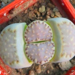 lithops julii rouxii