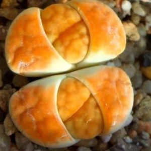 lithops karasmontana lateritia