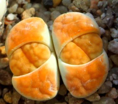 lithops karasmontana lateritia