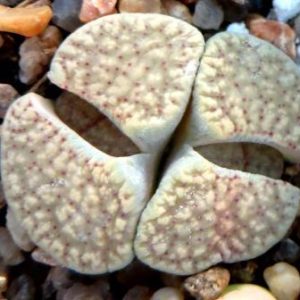 lithops verruculosa  C 198 ЮАР