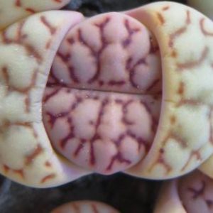 lithops bromfieldii v mennellii