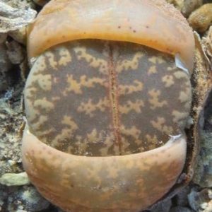lithops lesliei classic