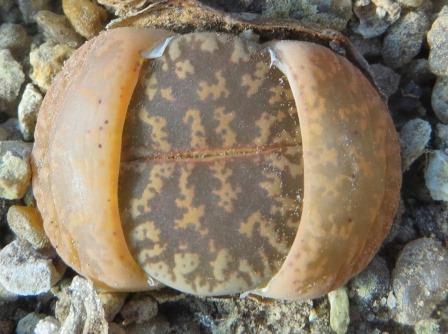 lithops lesliei classic