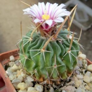Stenocactus crispatus
