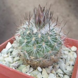 stenocactus obvallatus