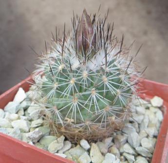 stenocactus obvallatus
