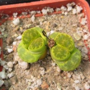 Lithops bromfieldii v.insularis 'Sulphurea' C362