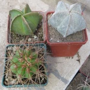 adenium arabicum desert night fork 3 plants