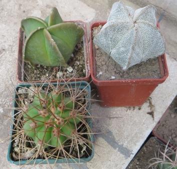 adenium arabicum desert night fork 3 plants