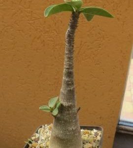 adenium arabicum desert night fork