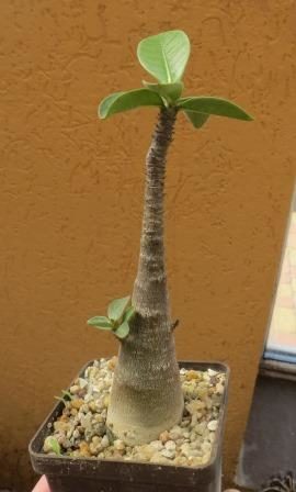 adenium arabicum desert night fork