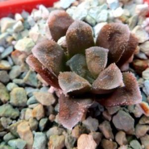 haworthia chocolate hybrid