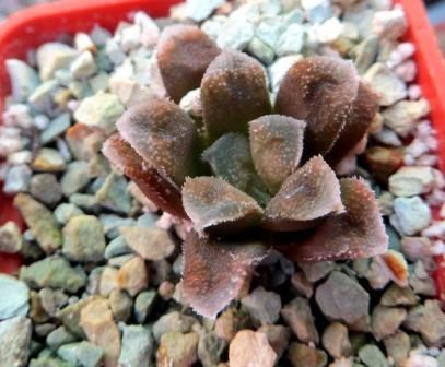 haworthia chocolate hybrid
