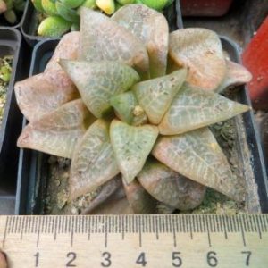 haworthia comptoniana suisho