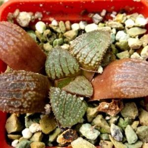 haworthia yumedono x  wimii x springbokvlakensis