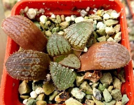 haworthia yumedono x wimii x springbokvlakensis