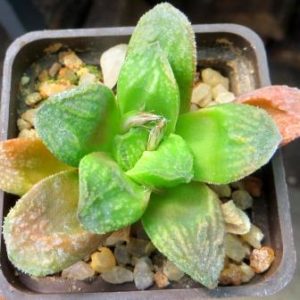 haworthia  japanense hybrid