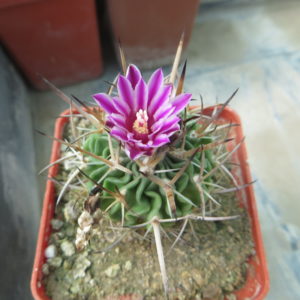 stenocactus kellerianus