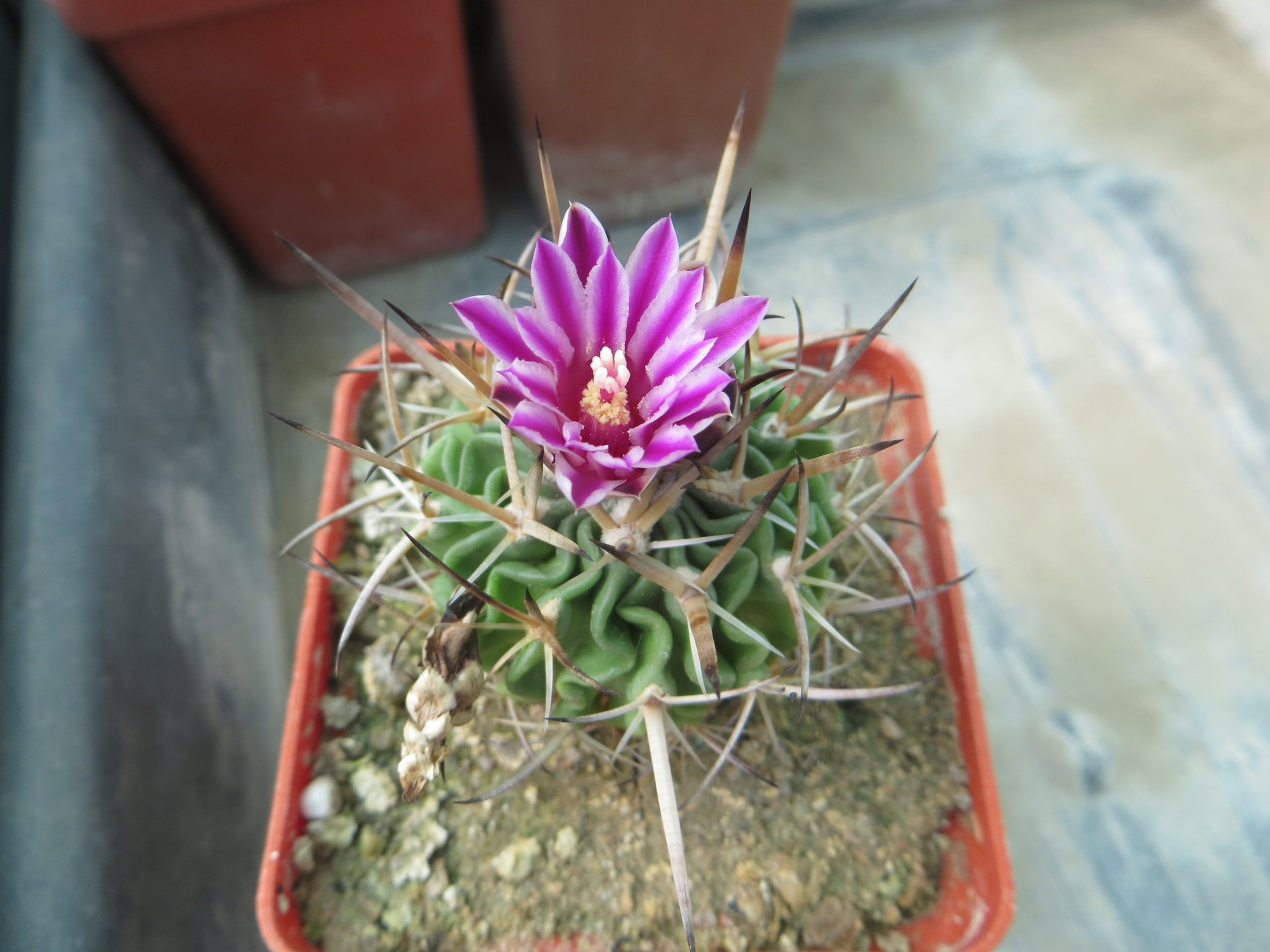 stenocactus kellerianus