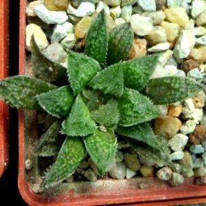 haworthia  hybrid