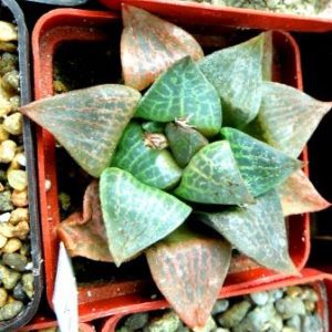 haworthia comptoniana hakugei x haworthia comptoniana