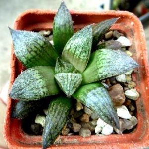 haworthia magnifica splendens hybrid