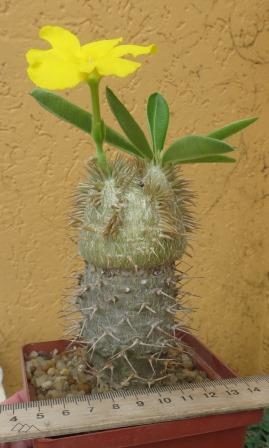pachypodium brevicaulix природный гибрид pachypodium brevicaule x densiflorum