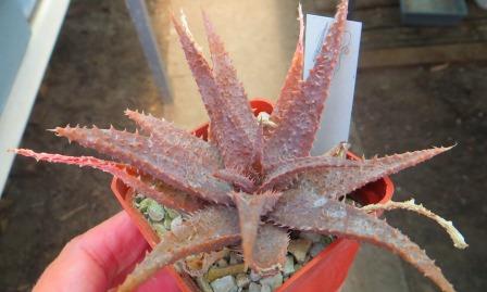 aloe Madagascar