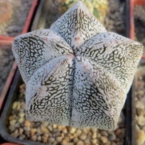 astrophytum onzuka