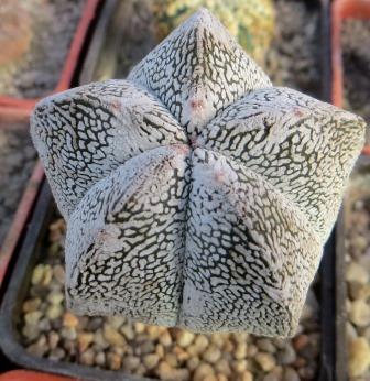 astrophytum onzuka