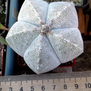 astrophytum onzuka ball