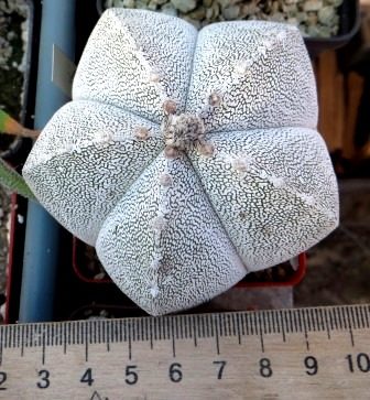 astrophytum onzuka ball